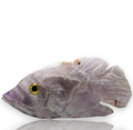 Natural Carved Life Like Amethyst Crystal Fish Collectible
