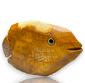 Curio Cabinet Agatized Coral Gemstone Fish Carving Collectible