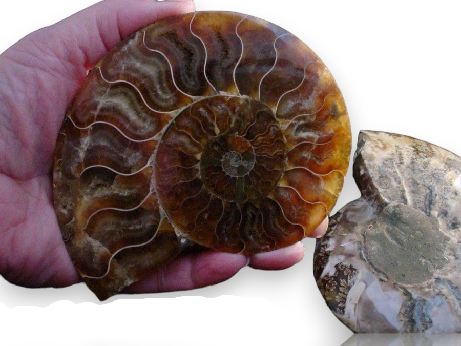 A hand holding a large polished ammonite fossil specimen, with a smaller cutaway view of the same specimen on the right