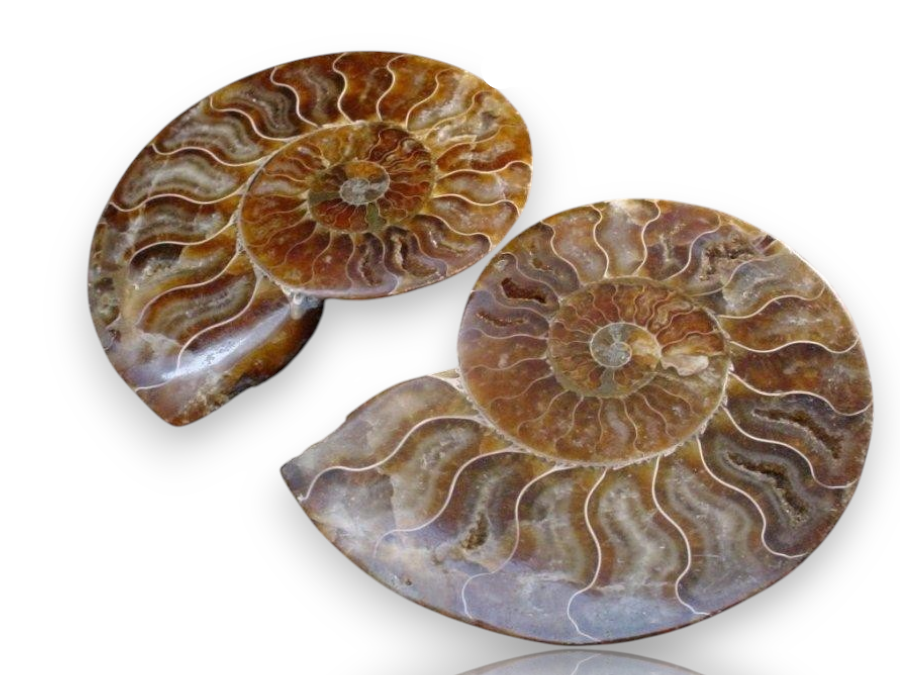 Two polished ammonite fossil specimens displayed on a white background