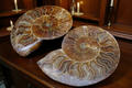Two polished ammonite fossil plates displayed on a dark wooden cabinet with lit candles in the background. The plates show intricate spiral patterns in shades of brown, tan, and cream.
