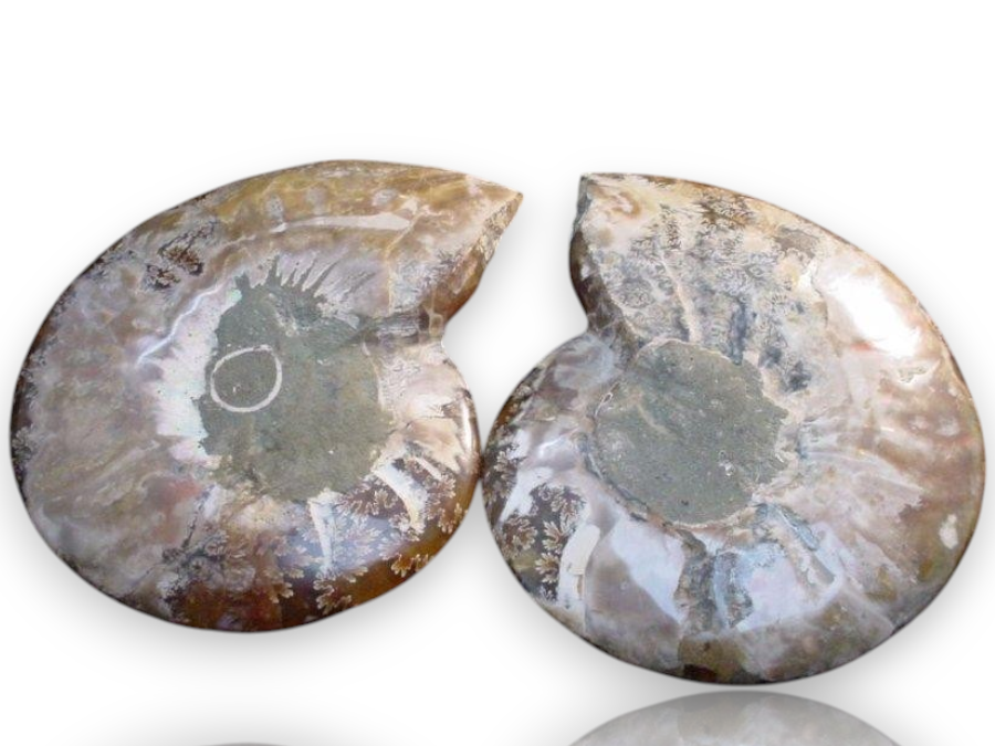Two polished ammolite gemstone slices displayed side by side on a white background 
